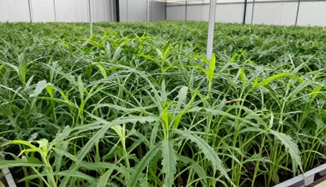 种苗性能与适用条件下的基地合作实践