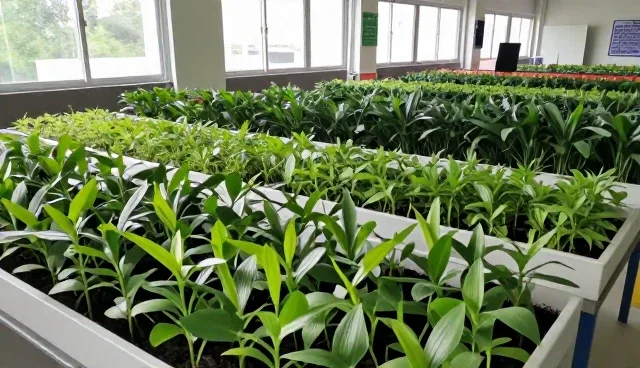 提升种植效率的关键:种苗选择与维护策略